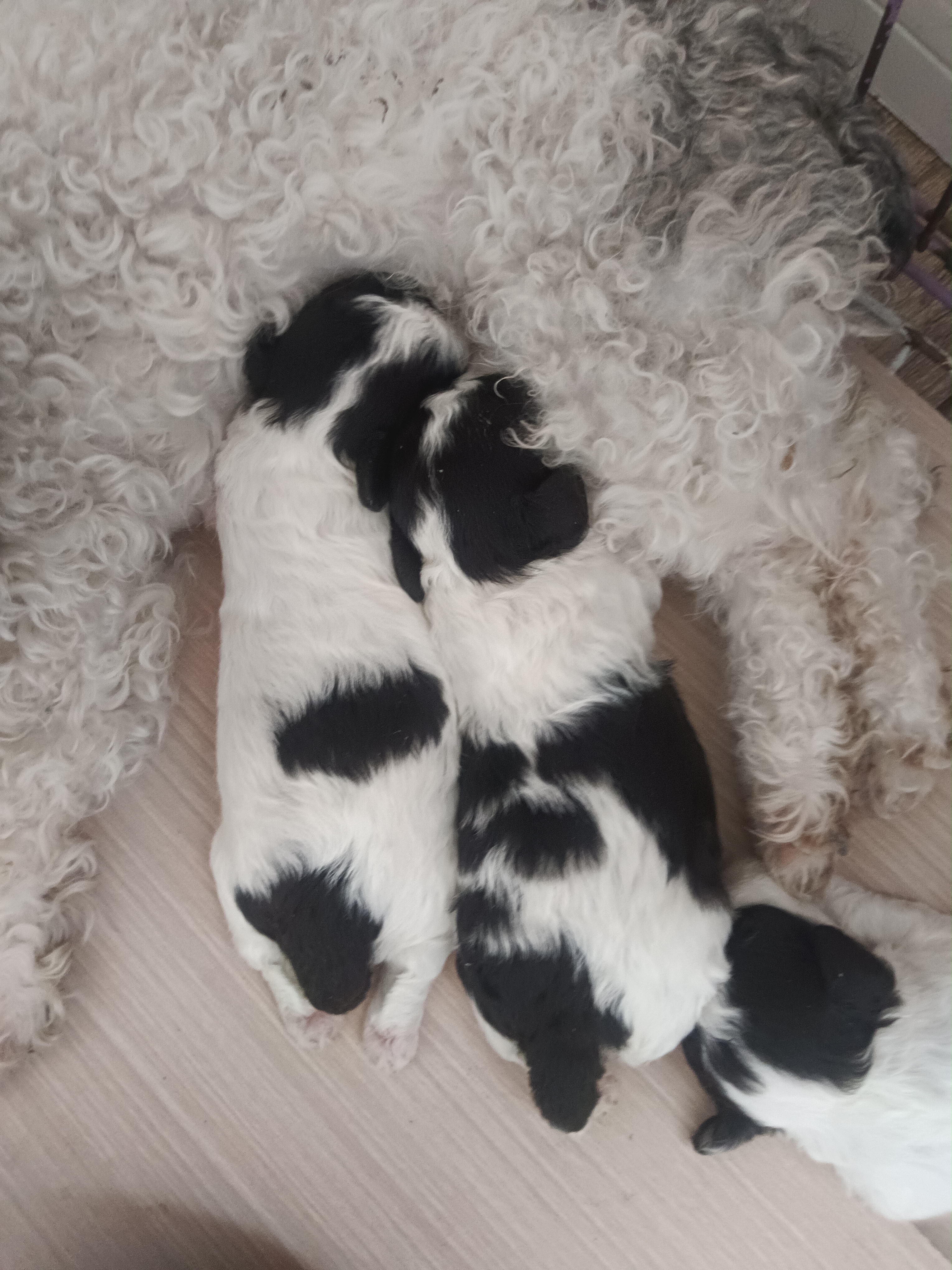 公母都有自家养的‘